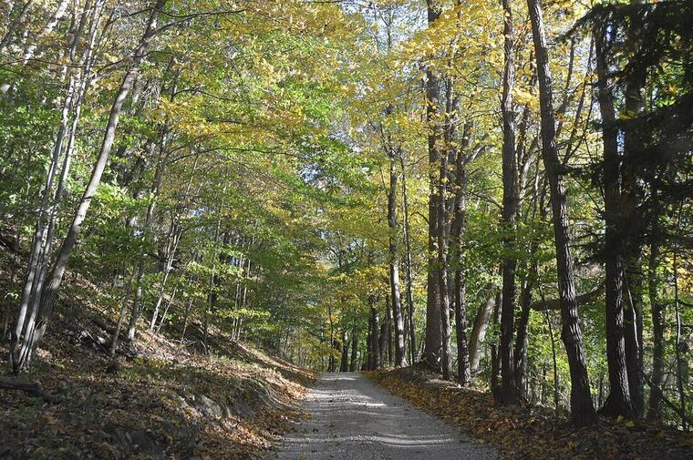 Woodland track cleared of brush and overgrowth