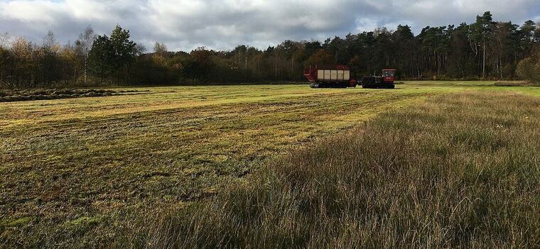 Field cut back and maintained through the season